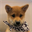 Dogwifscarf ($SCARF)