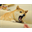 Angry Doge (ANFD)