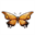 Amber Phantom Butterfly (APB)