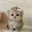 Bibi (BIBI)