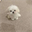 bicho (BICHO)