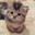 Elon`s Cat (CATME)