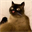 DERPCAT (DERPCAT)