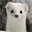 White Mountain Ermine (ERMINE)