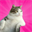 FAT CAT (FATCAT)