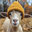 goatwifhat (GIF)