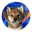 gogowifcone (GOGO)