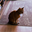 Hobbes (HOBBES)