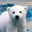 Knut From Zoo (KNUT)