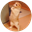 First Meme (LOLCAT)