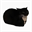 Maxwell The Cat (MAXCAT)