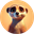 Memeerkat (MKAT)
