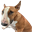 Nose Bud (NOSEBUD)