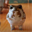 Omochi the Frog (OMOCHI)