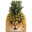 Pineapple Cat (PICA)