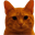 Bitcoin Cat (SASHA)