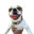 Scooter (SCOOTER)