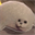 Seals-Ready to Crack Pengu’s Ice (SEALS)
