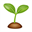 Tulip Seed (STLP)