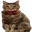Tsutsuji Doge`s Sister (TSUJI)