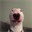 Walter Dog Solana (WALTER)