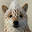 Winterdog (WDOG)