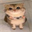 ChatGPT Cat (YARNCAT)